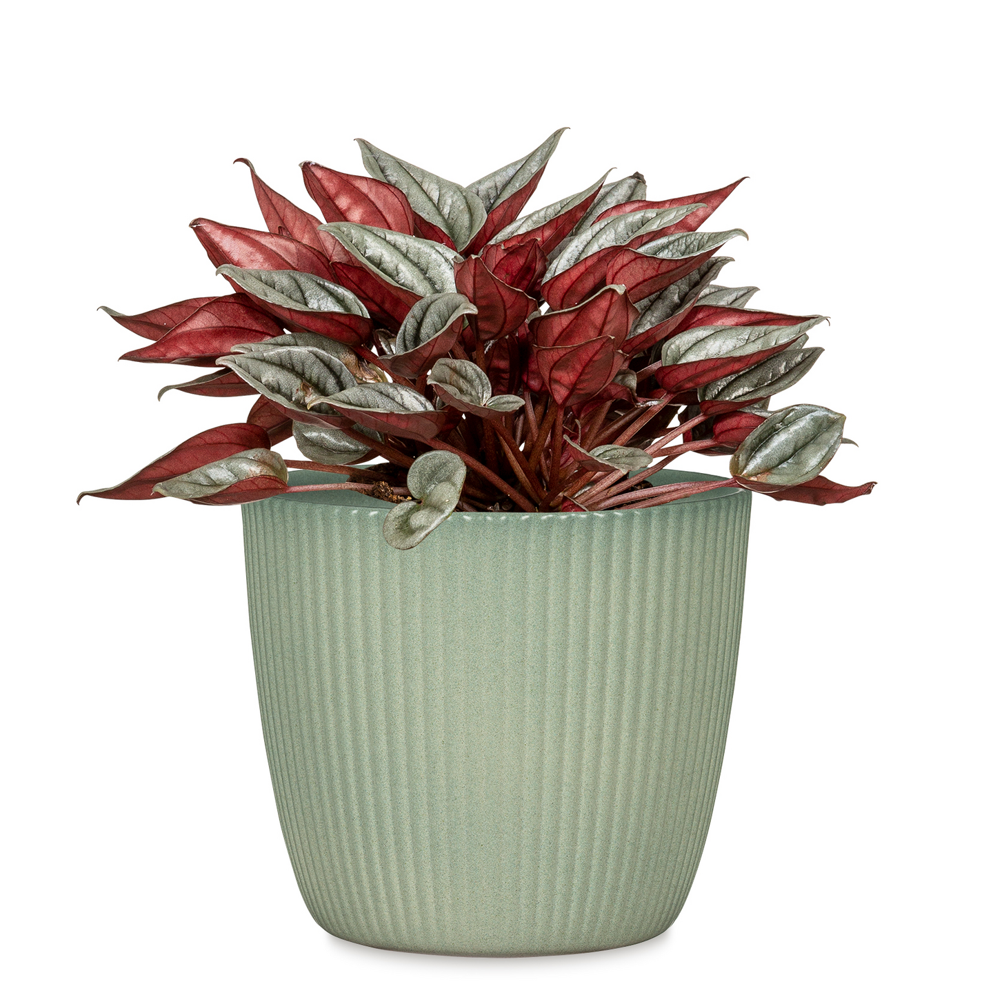 Suojaruukku Scheurich 842 jaden vihreä 16cm