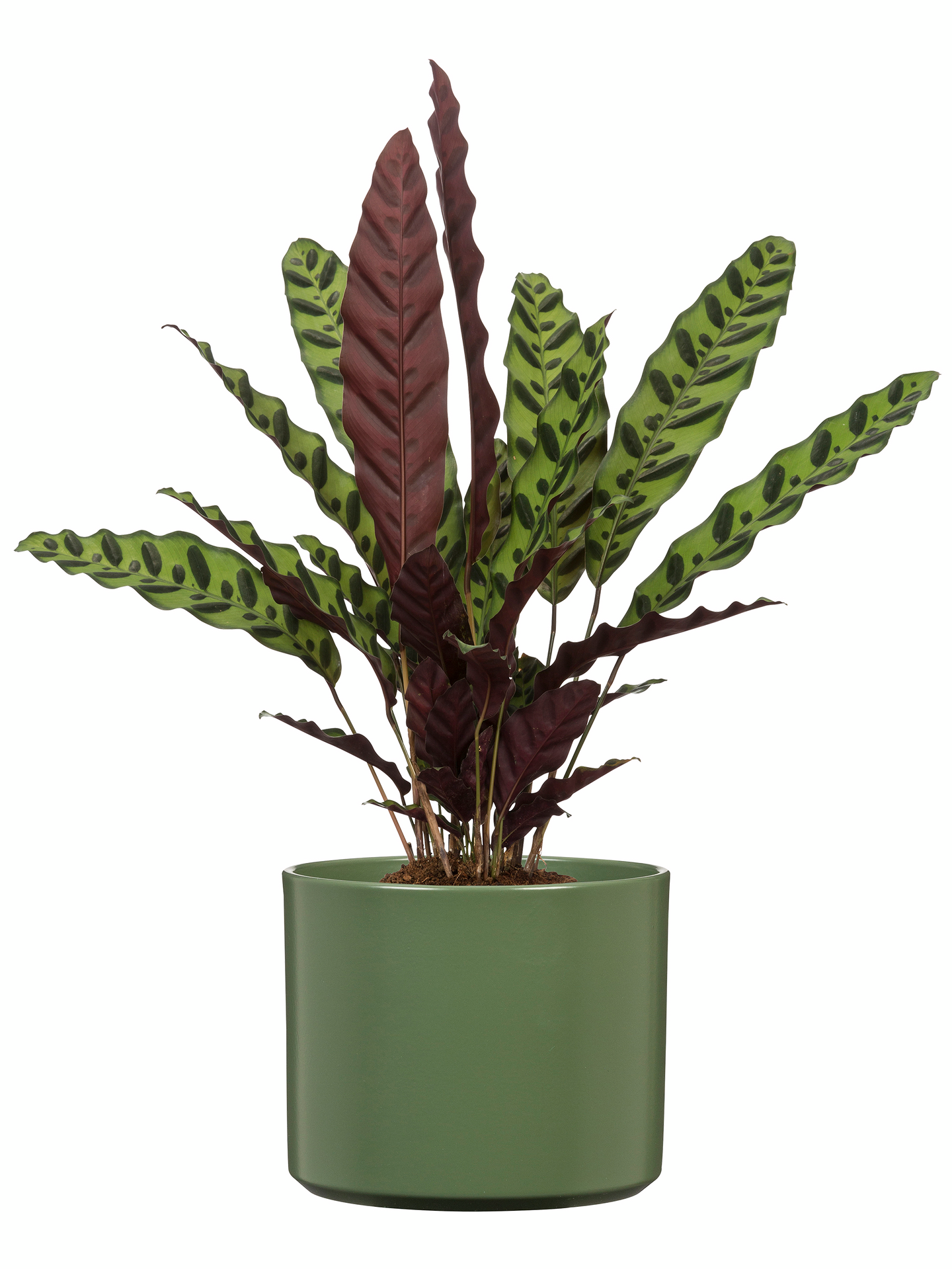 Keraaminen ruukku Scheurich 631 16cm tumma vihreä