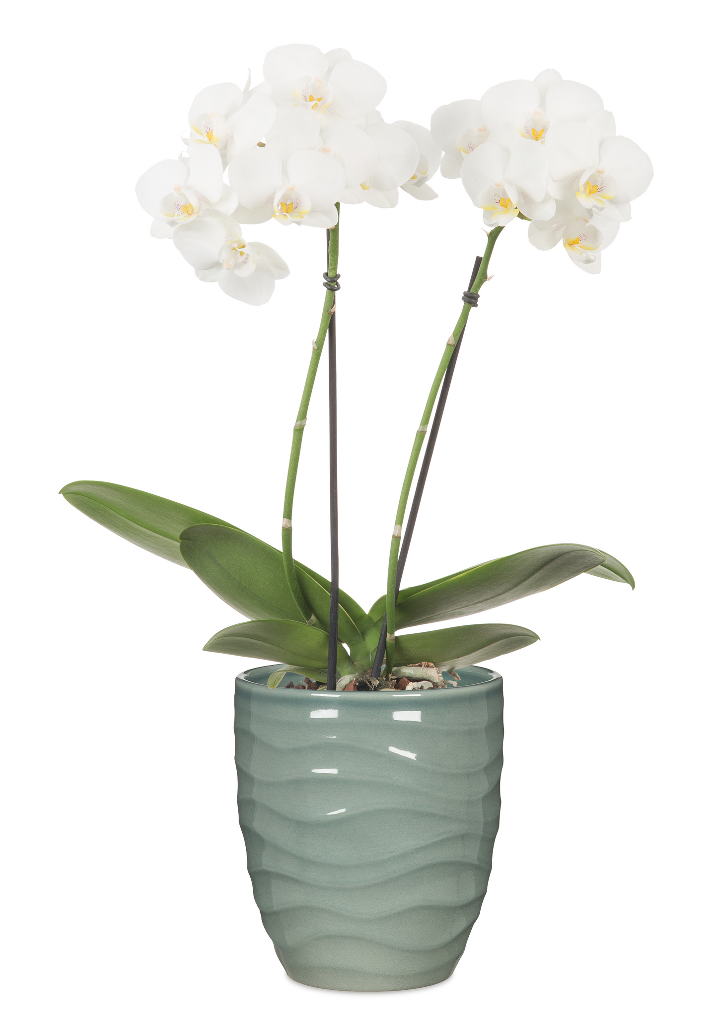 Orkidearuukku Scheurich 689 vihreä 15cm 