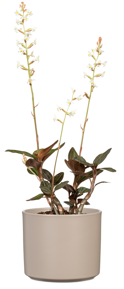 Keraaminen ruukku Scheurich 631 16cm taupe