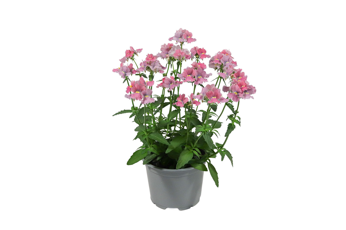 Kohtalonkukka Nemesia 12cm ruukku