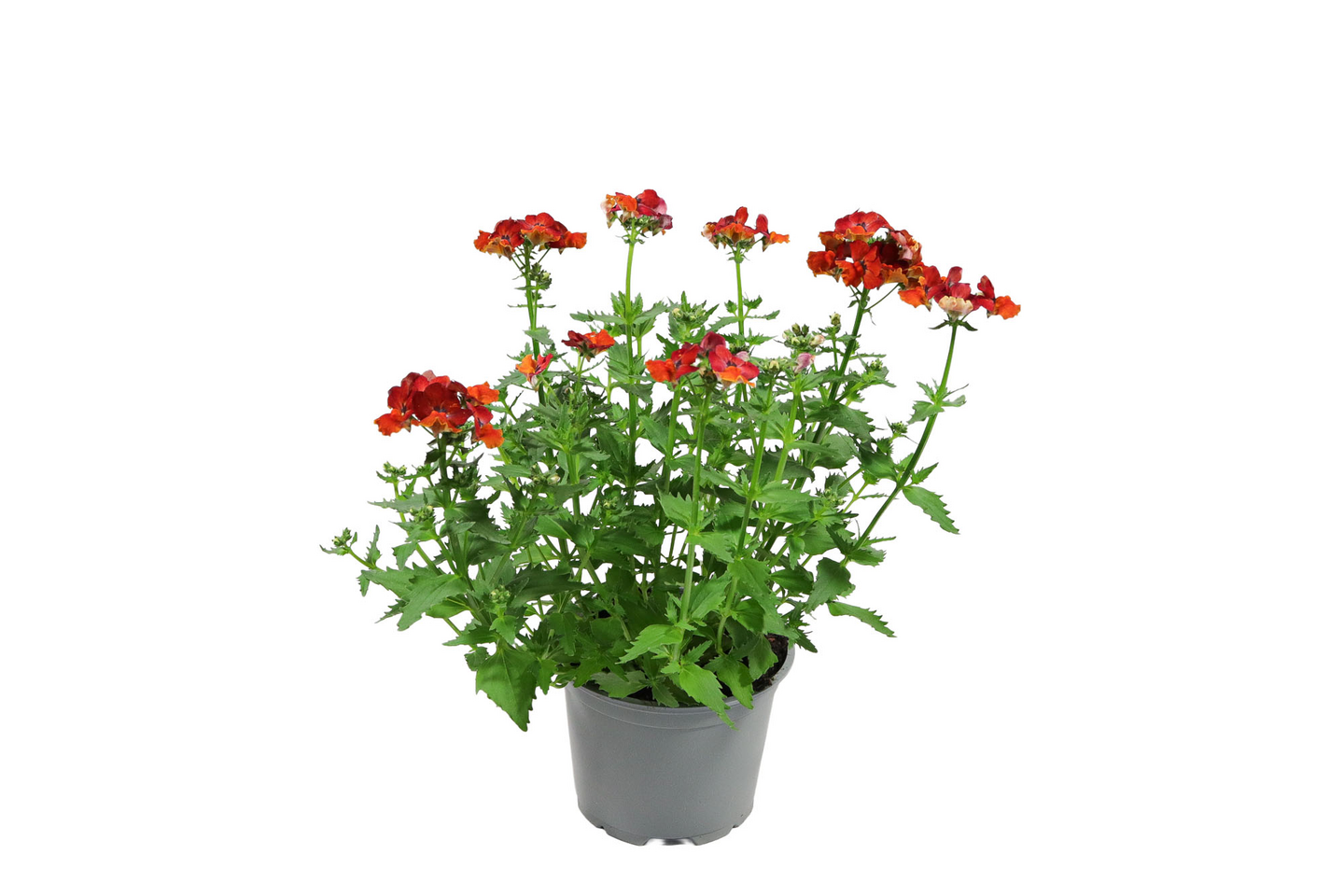 Kohtalonkukka Nemesia 12cm ruukku