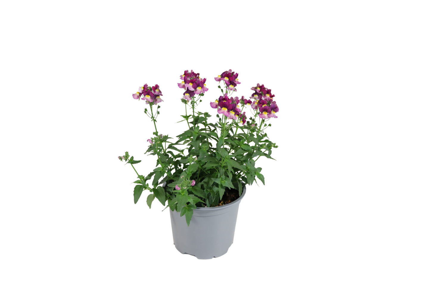 Kohtalonkukka Nemesia 12cm ruukku