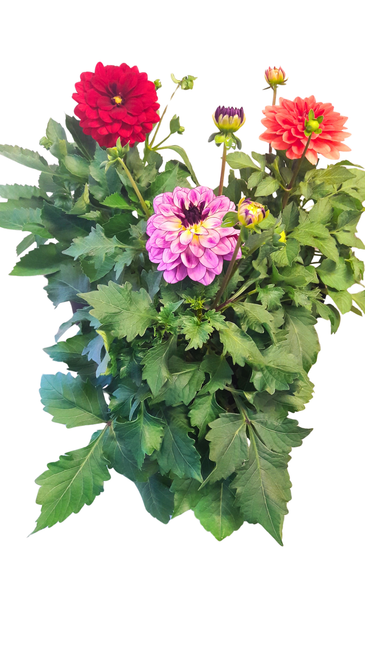 Gallerydaalia mix 15cm ruukku