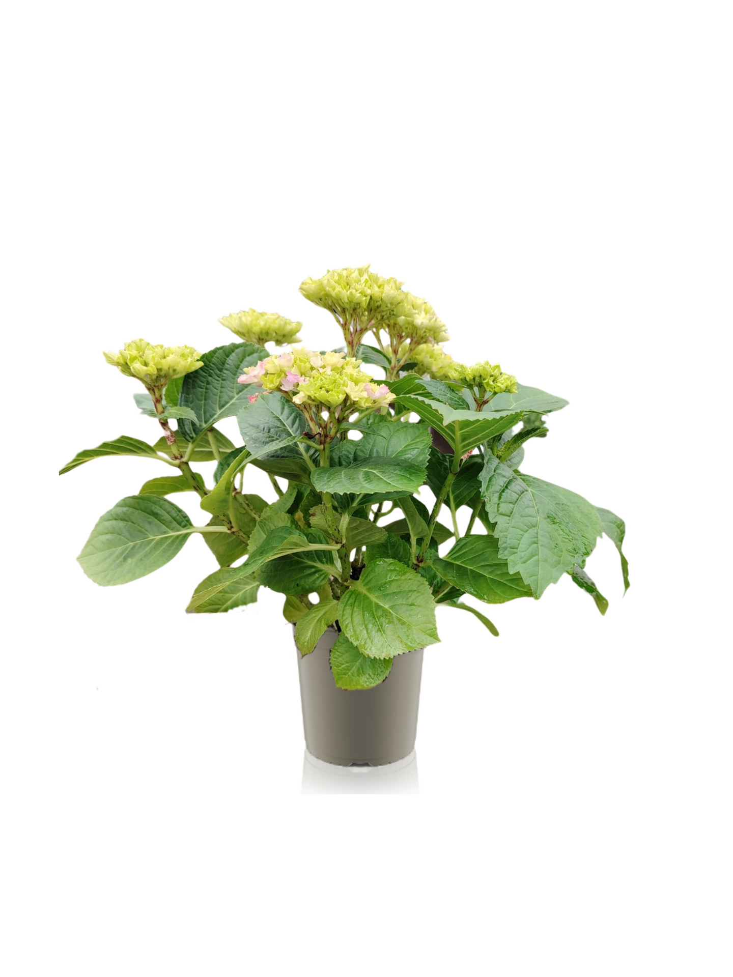 Hortensia 12cm ruukku