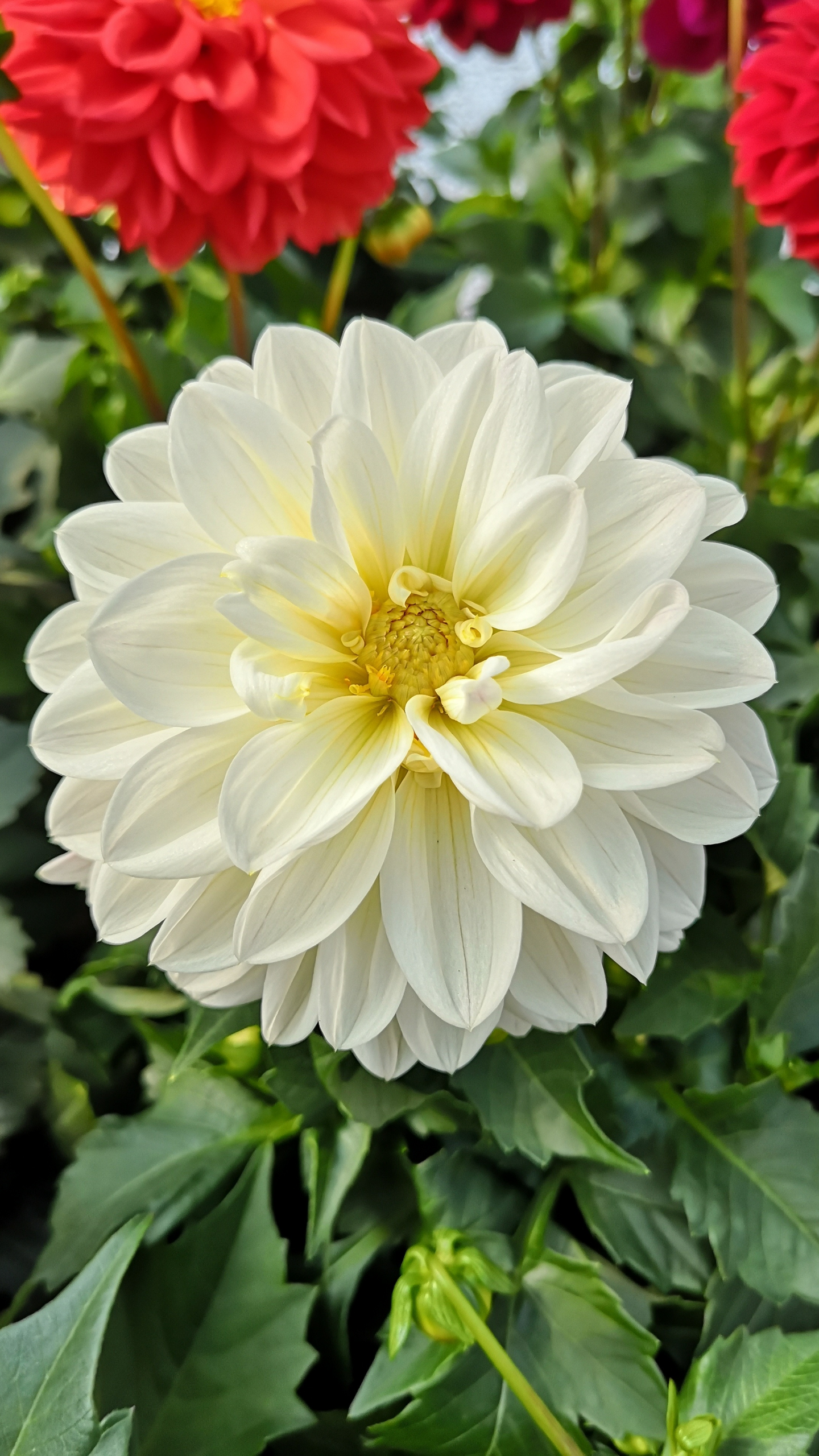 Gallerydaalia mix 15cm ruukku