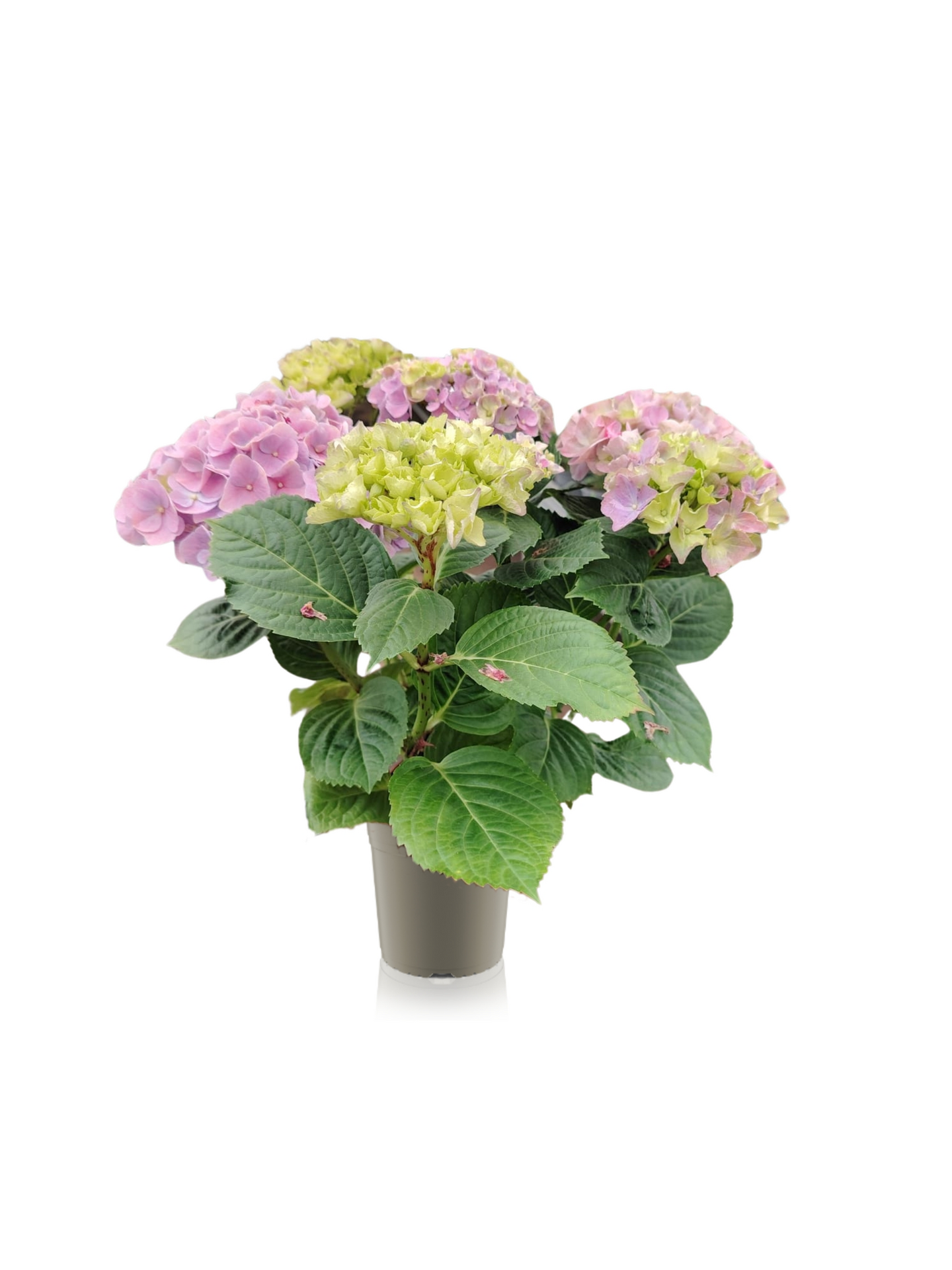 Hortensia 12cm ruukku