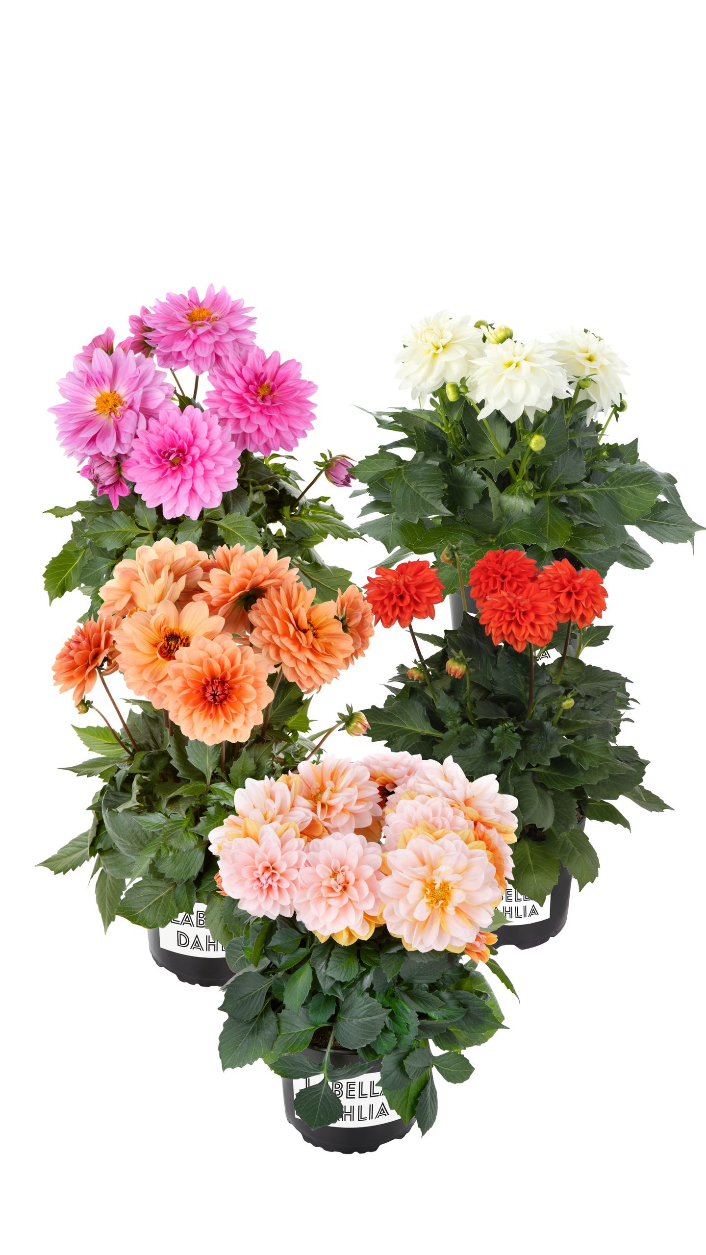 Gallerydaalia mix 15cm ruukku