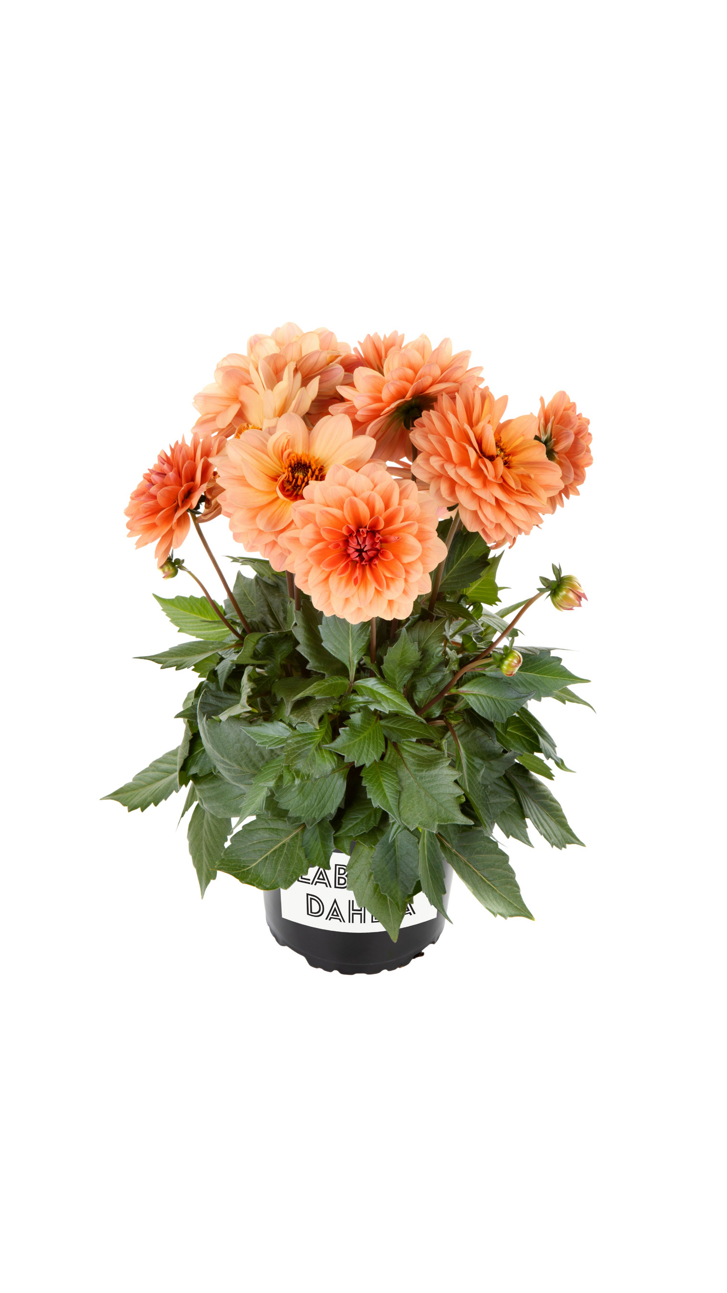 Gallerydaalia mix 15cm ruukku