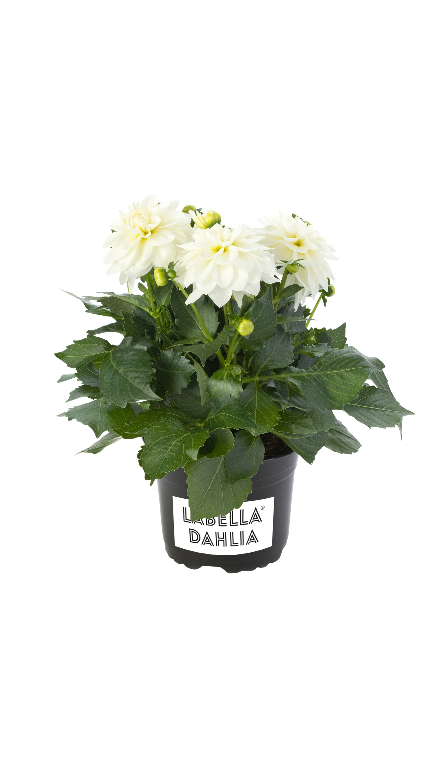 Gallerydaalia mix 15cm ruukku