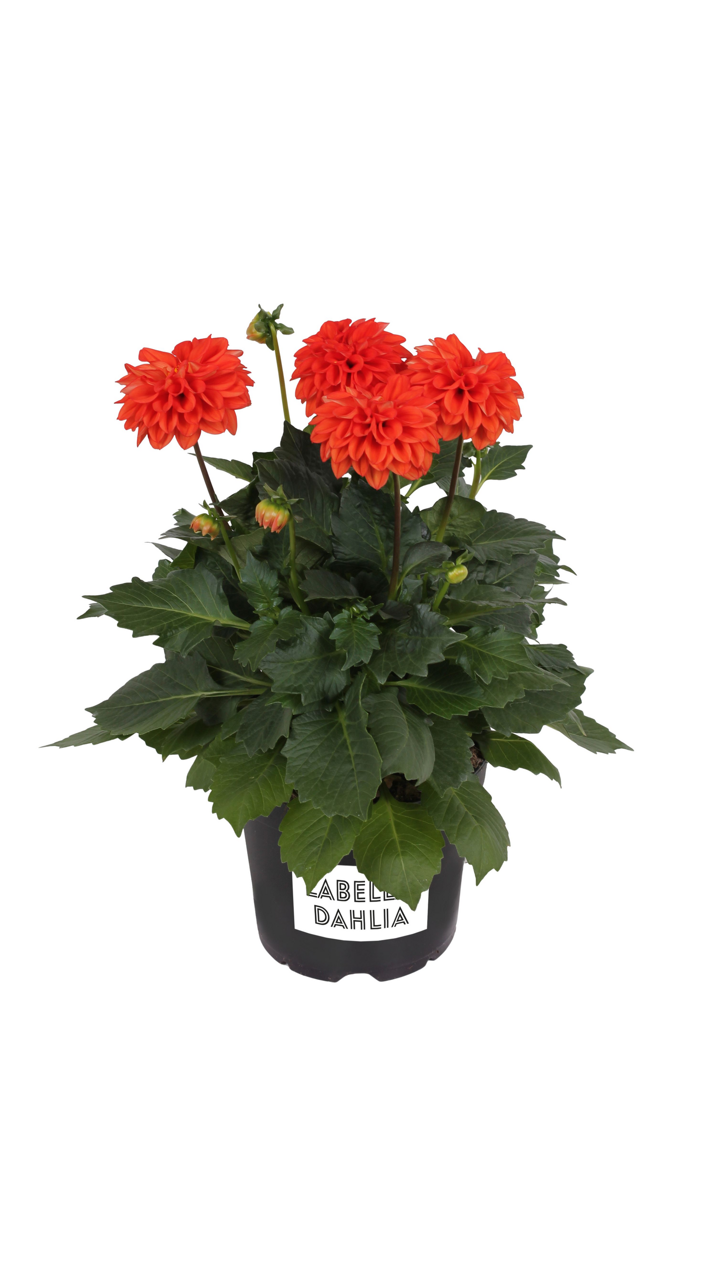 Gallerydaalia mix 15cm ruukku