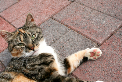 Torikivi HB 278x138x60mm Karelia 10,0m²/lava 1380kg/lava