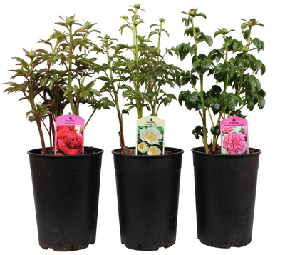 Itoh pioni mix 26cm ruukku