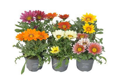 Timanttikukka Big kiss 12cm ruukku