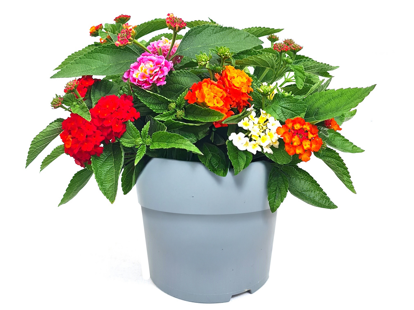 Tulikruunu Trio 13cm ruukku