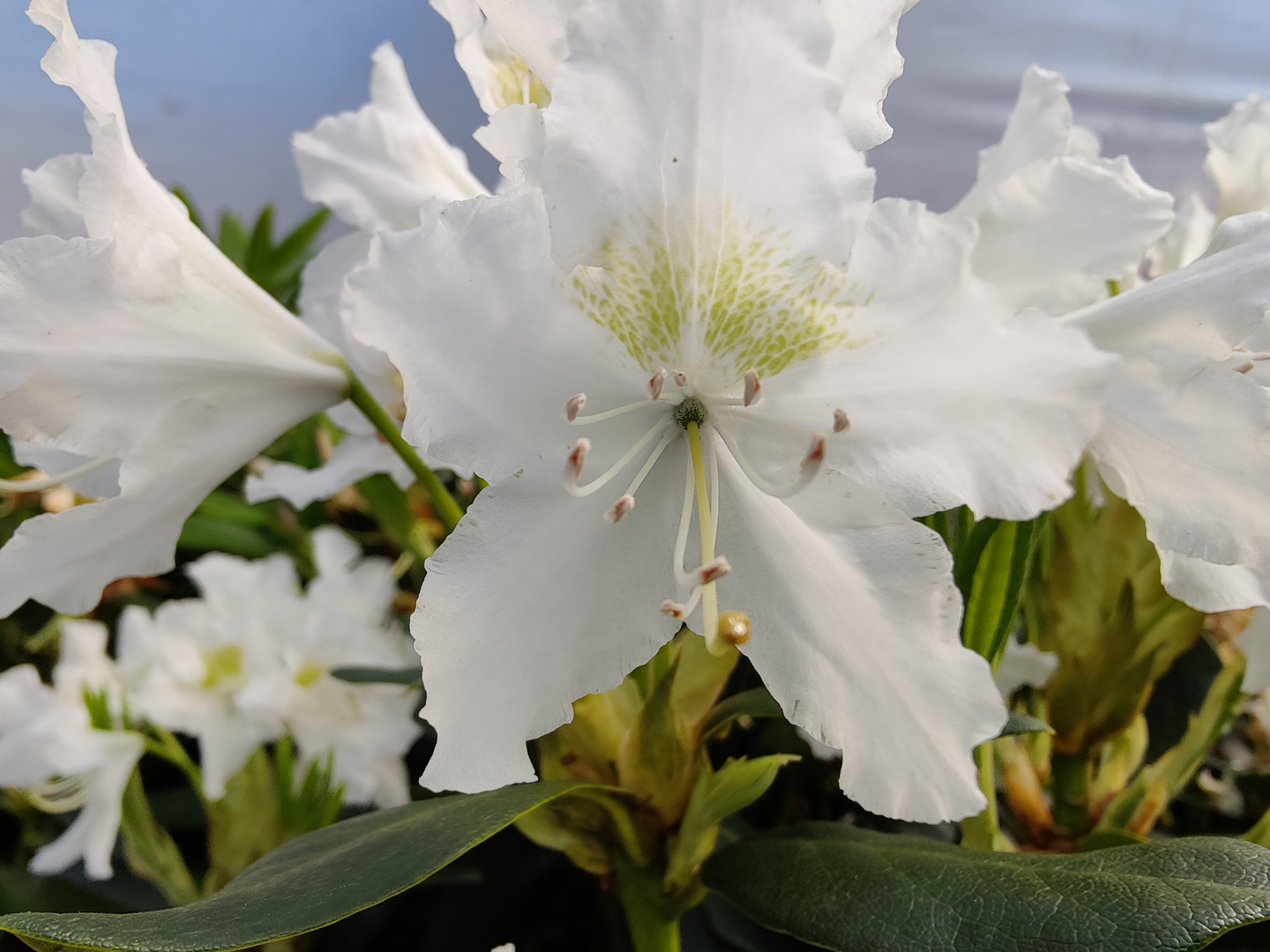 Puistoalppiruusu Cunningham's white 4l astia