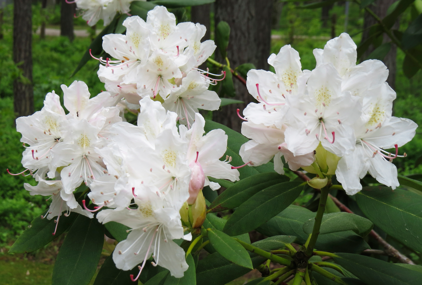 Puistoalppiruusu Cunningham's white 4l astia