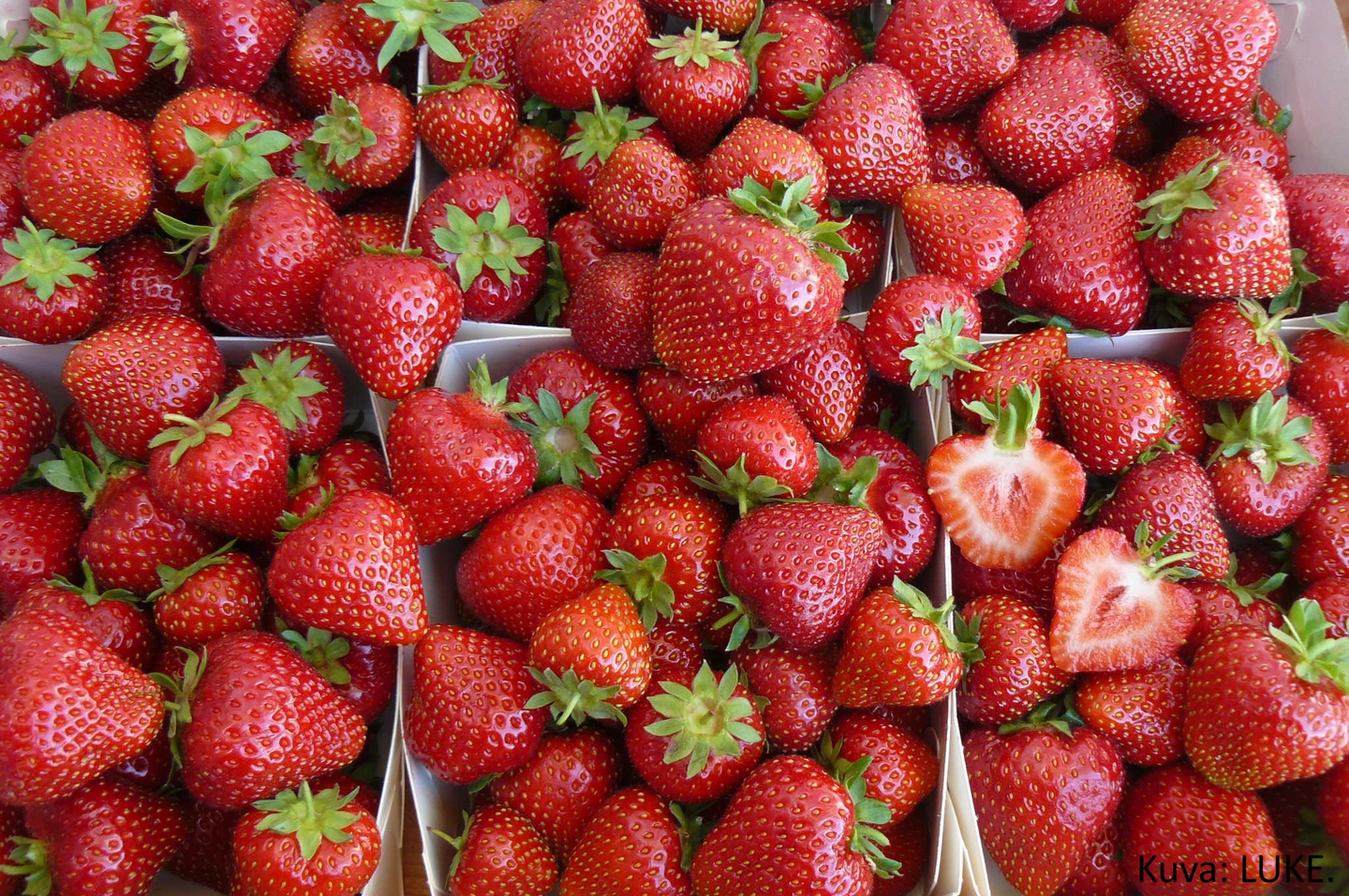 Puutarhamansikka Maiju Kenno 10kpl