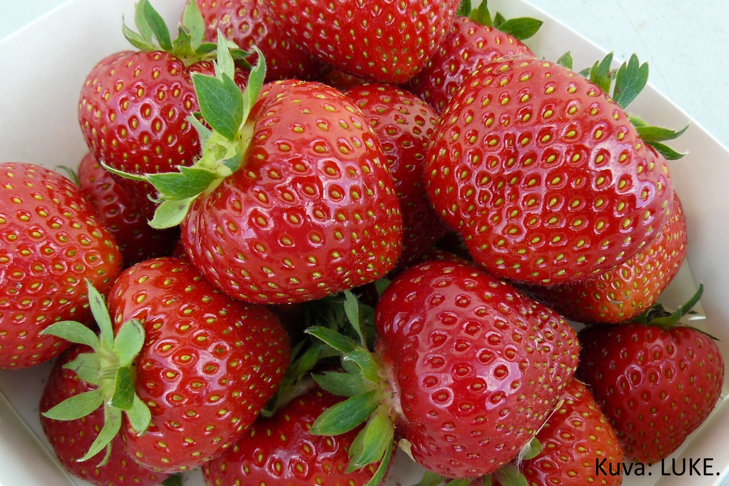 Puutarhamansikka Maiju Kenno 10kpl