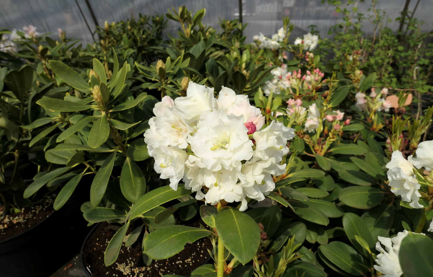 Alppiruusu Rhododendron Nikodemus 5l astia