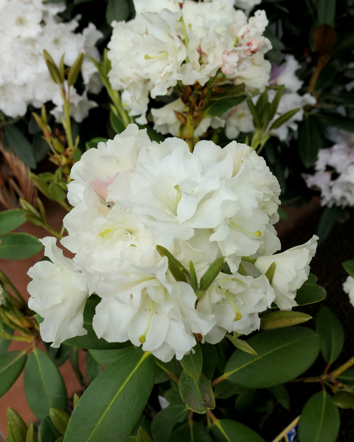 Alppiruusu Rhododendron Nikodemus 5l astia