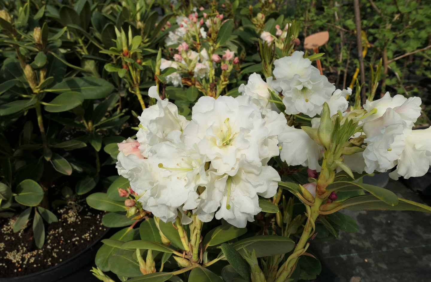 Alppiruusu Rhododendron Nikodemus 5l astia
