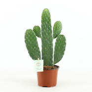 Opuntiakaktus Opuntia Rubescens 12cm Ruukku K Rauta