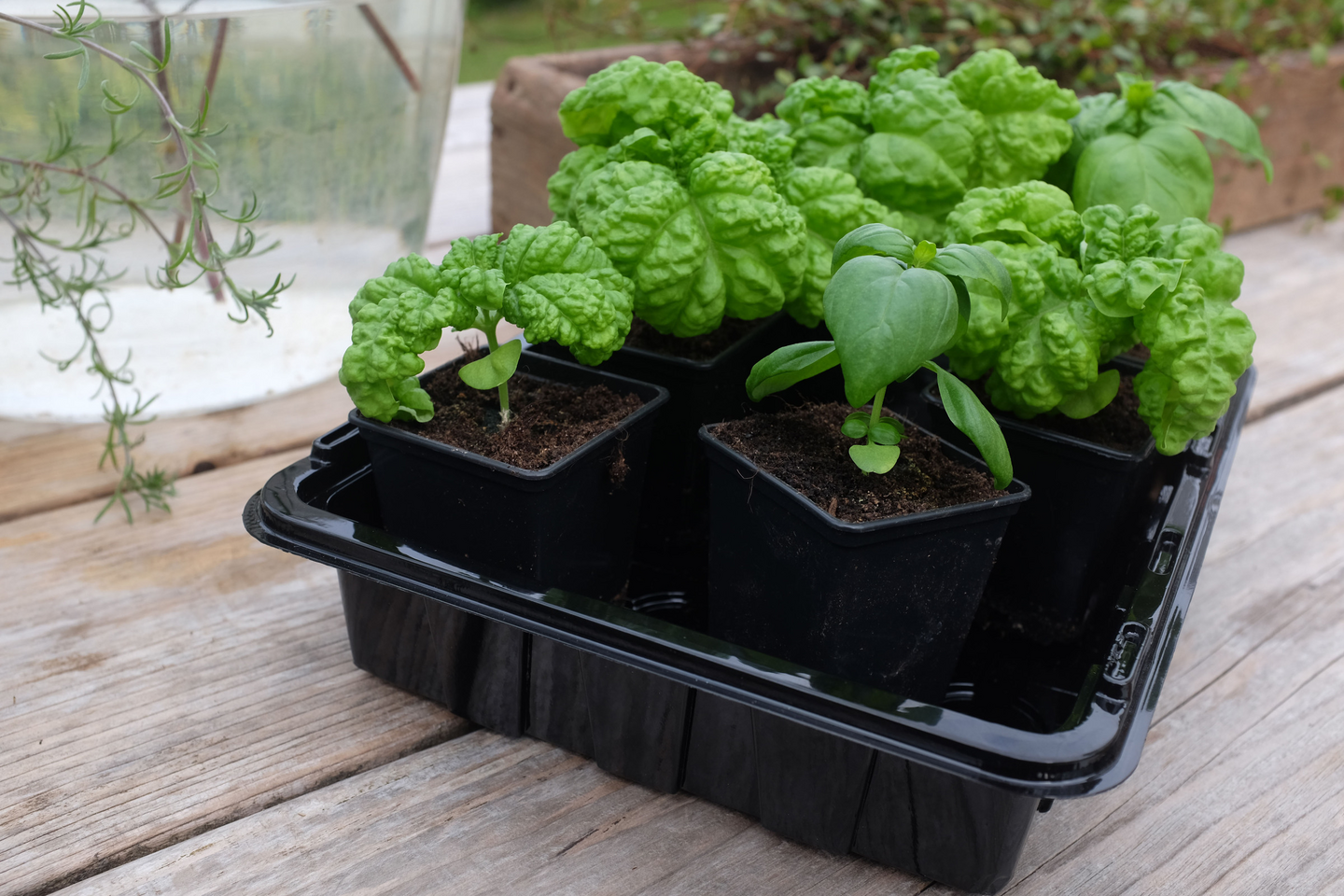 Pienoiskasvihuone Medium kennolevyillä