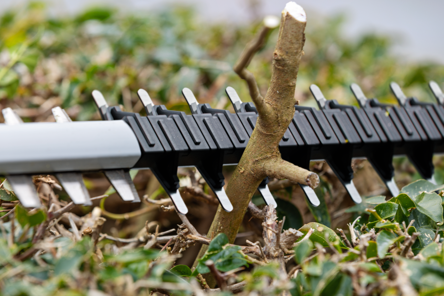 Akkupensasleikkuri Bosch GHE 18V-60 Solo