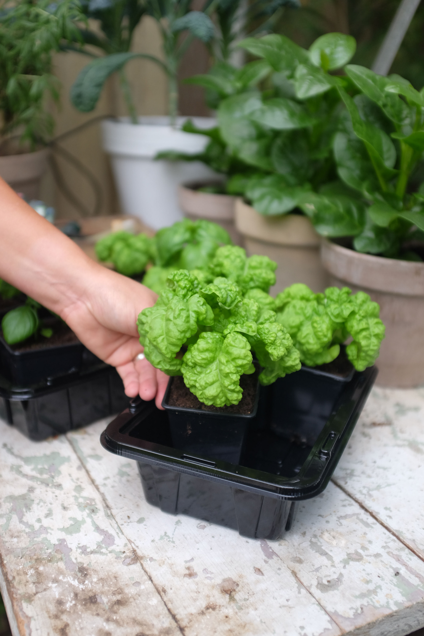 Pienoiskasvihuone Small kennolevyillä