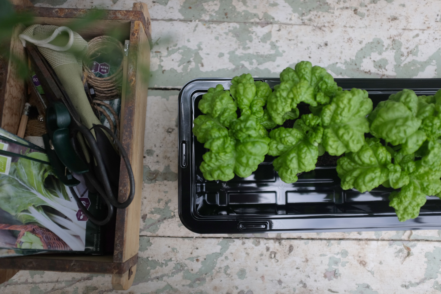 Pienoiskasvihuone Window