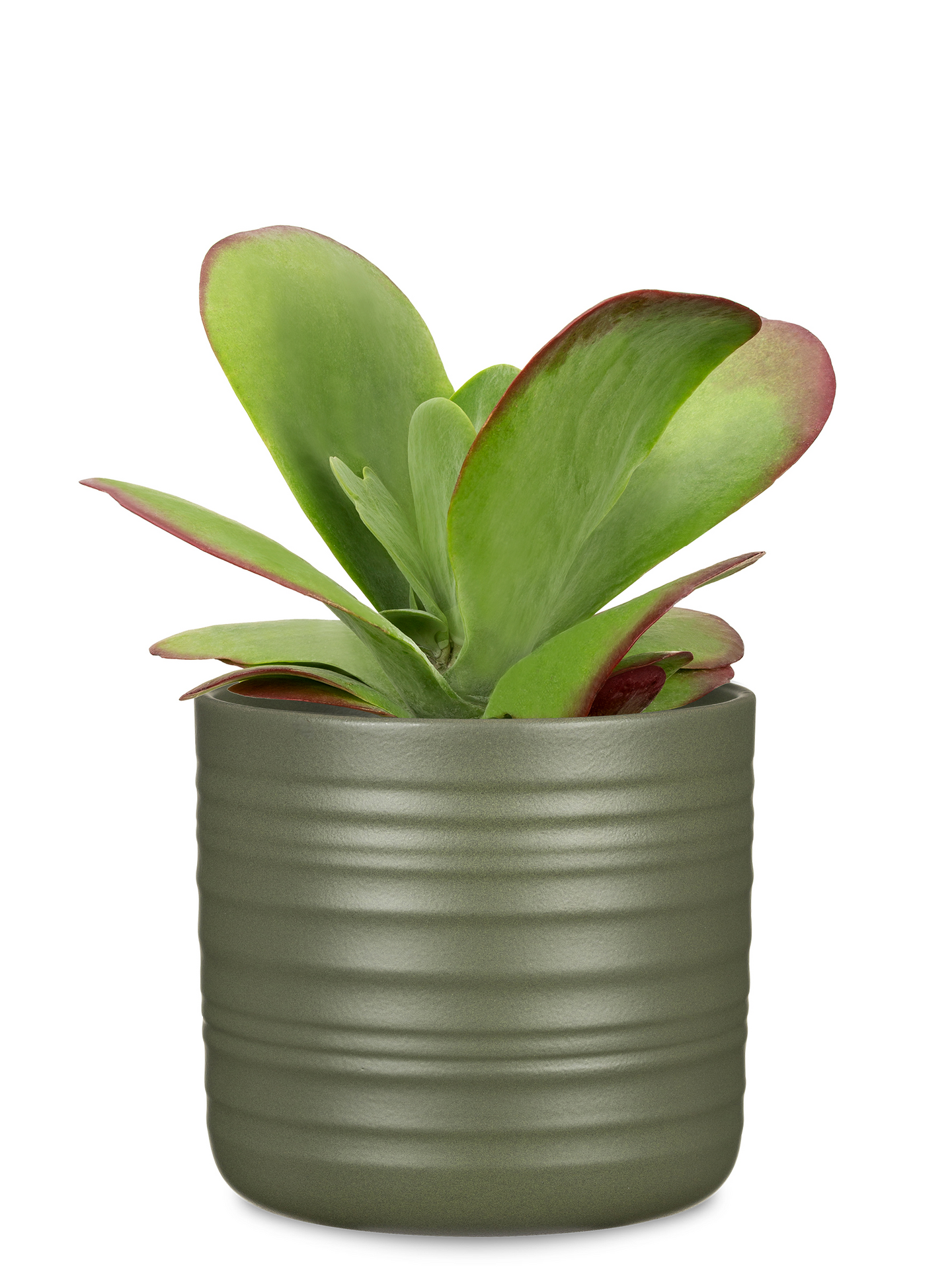 Suojaruuukku Scheurich 850 tummavihreä 23cm