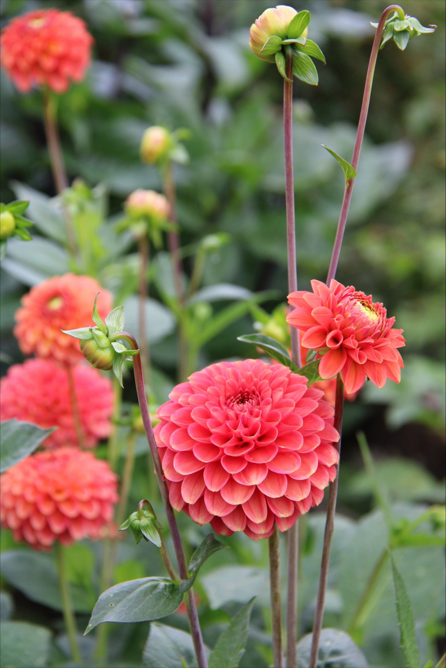 Pallodaalia sipuli Zundert Mystery Fox