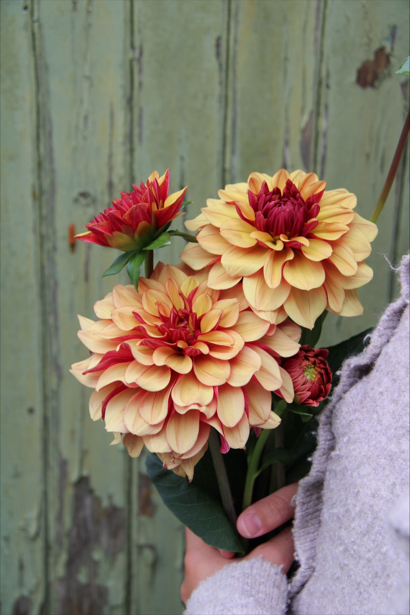 Koristedaalia sipuli Cream de Cognac