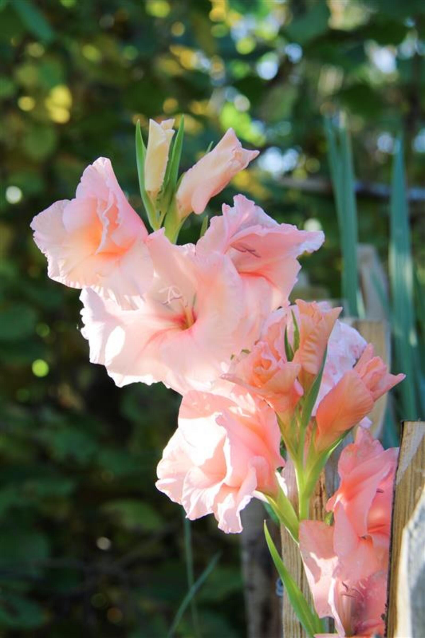 Miekkalilja sipuli Donatella 8kpl