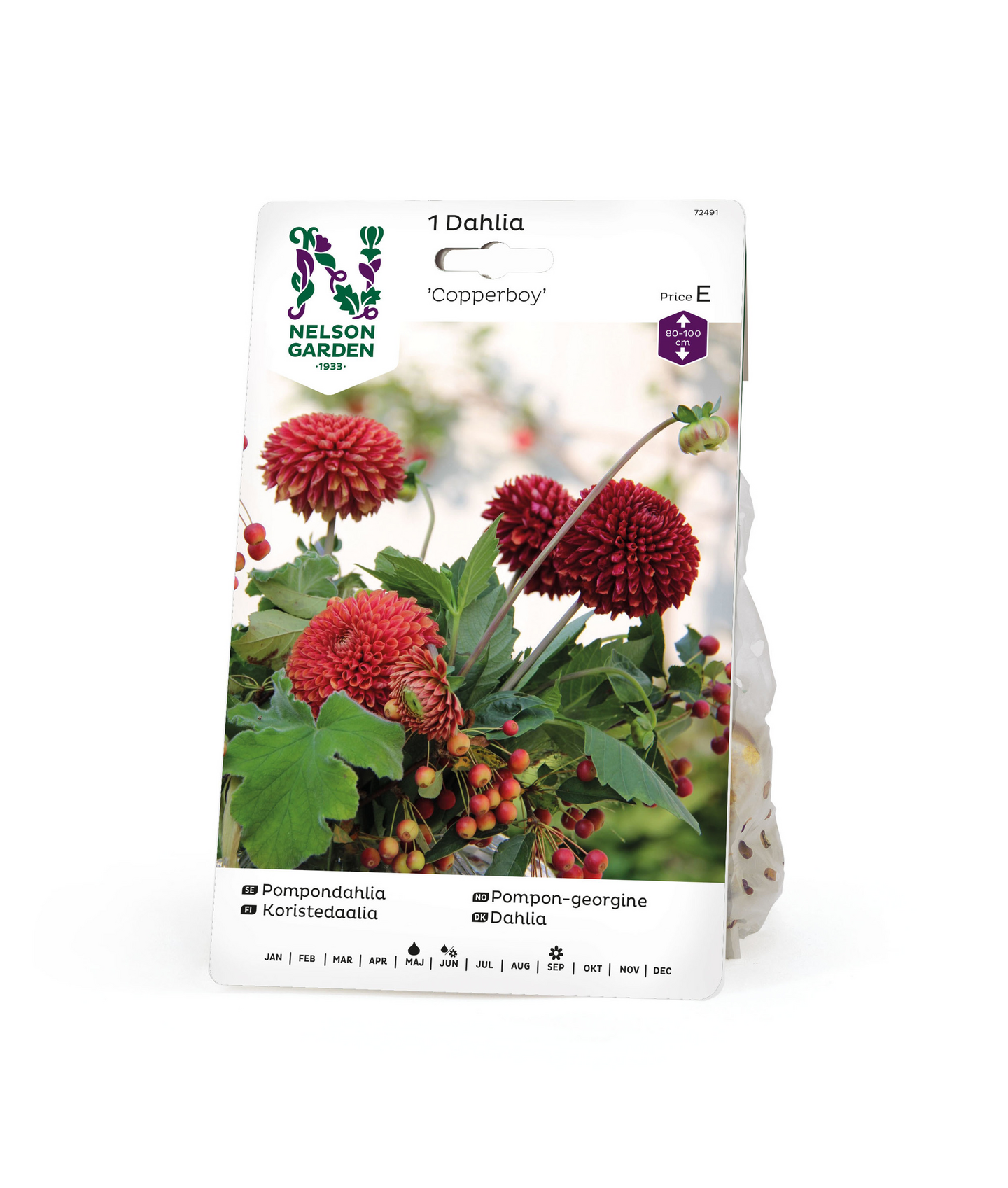 Pompondaalia sipuli Copperboy