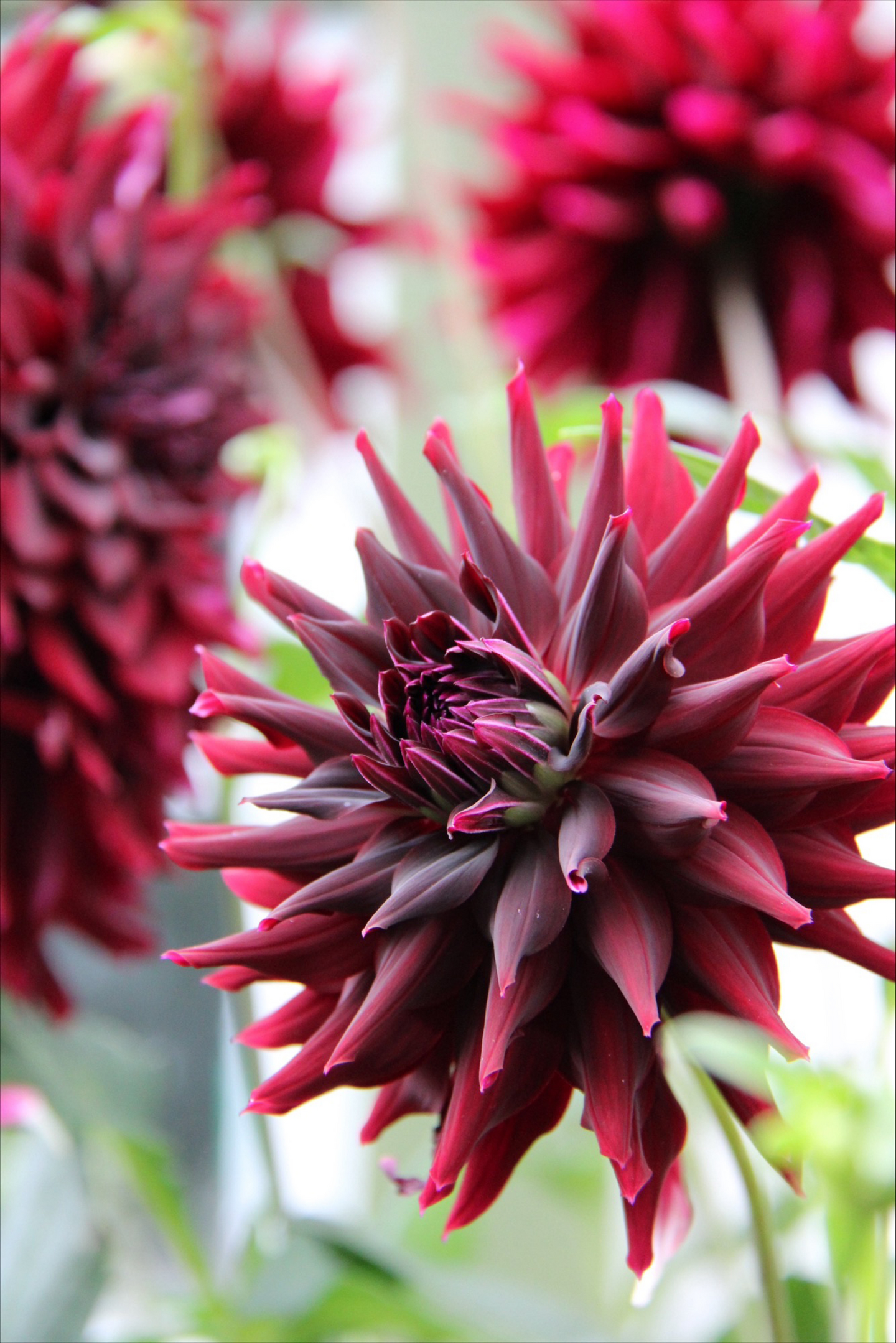 Kaktusdaalia sipuli Rip City