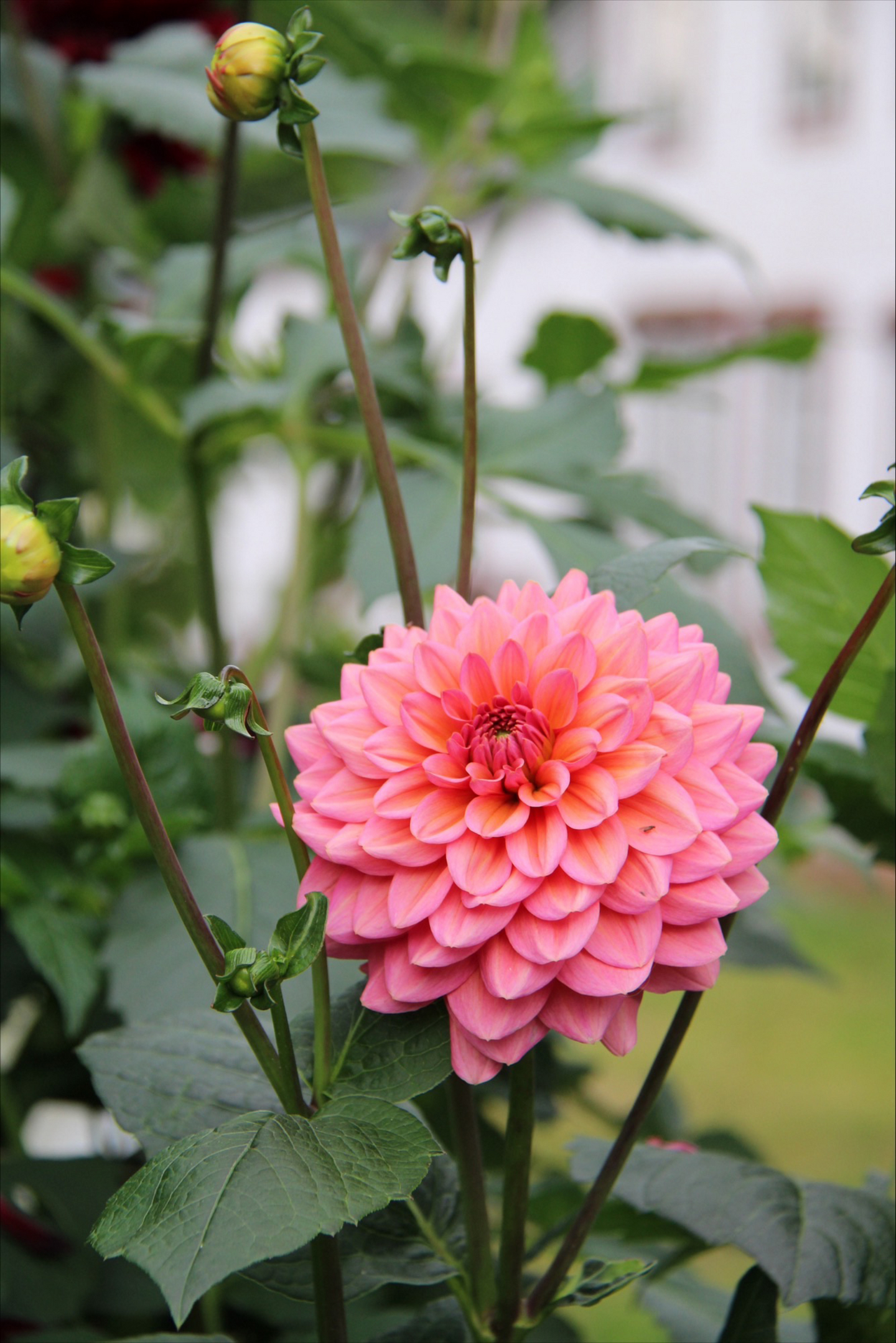 Koristedaalia sipuli Salmon Runner