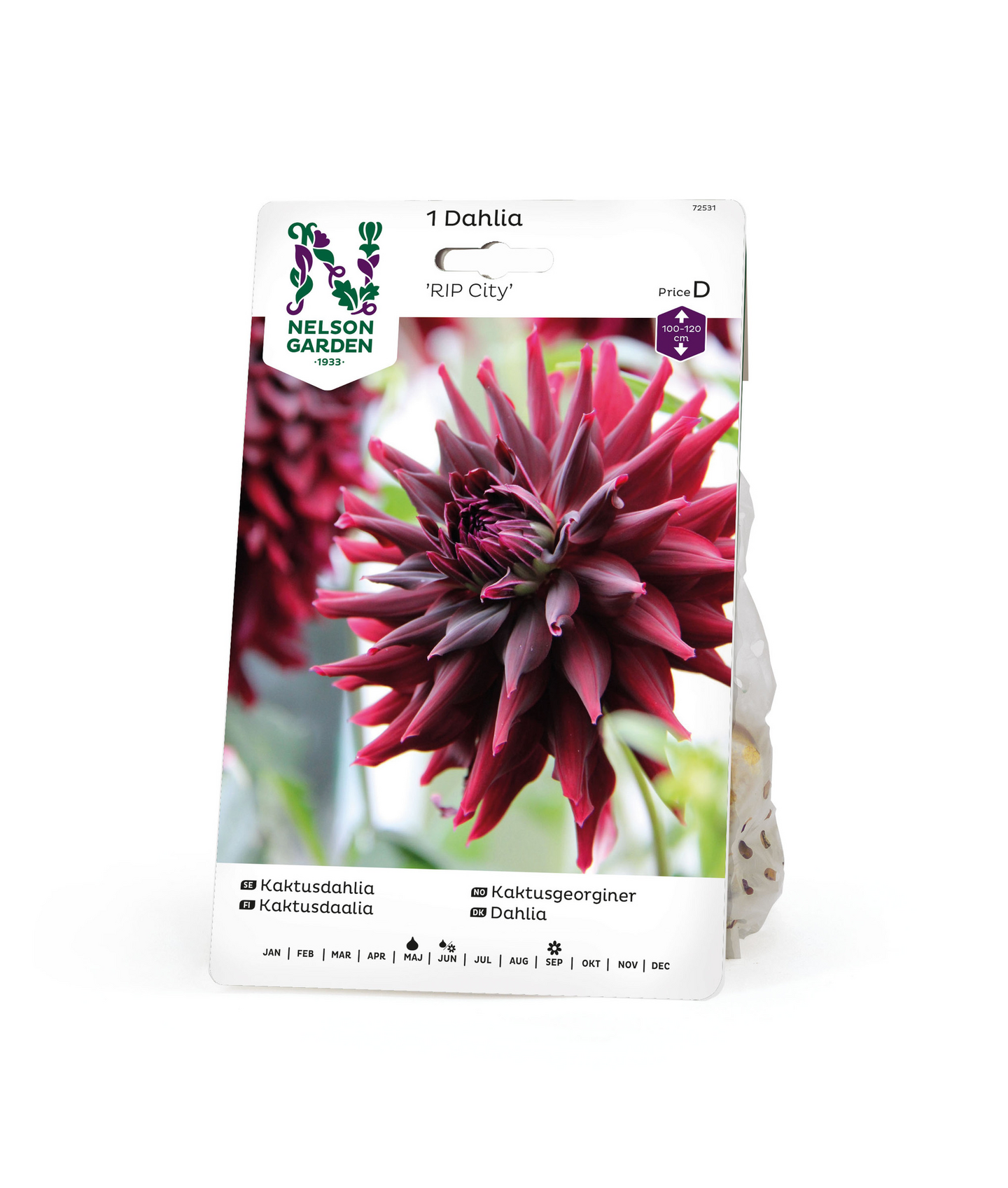 Kaktusdaalia sipuli Rip City