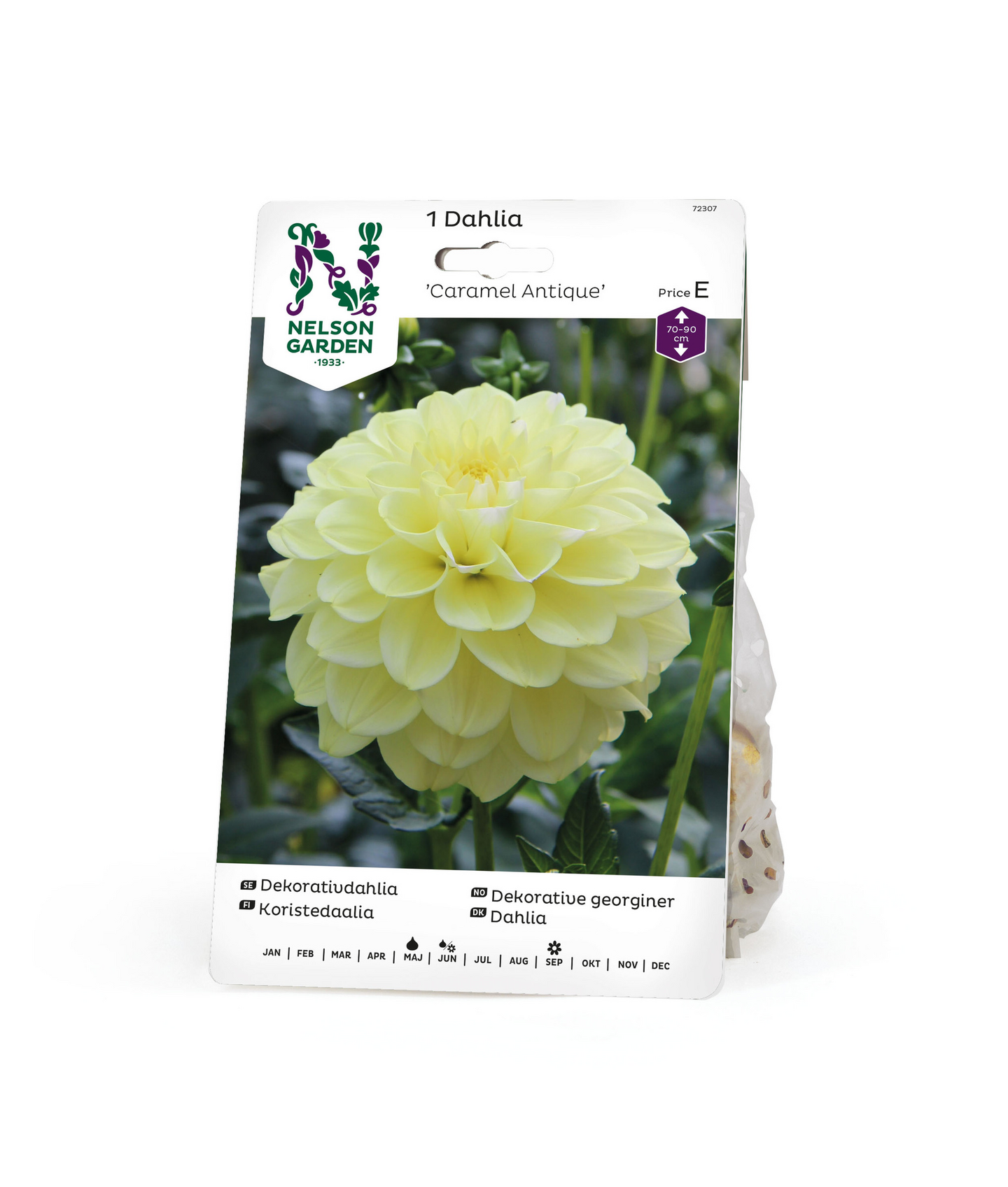 Koristedaalia sipuli Caramel Antique