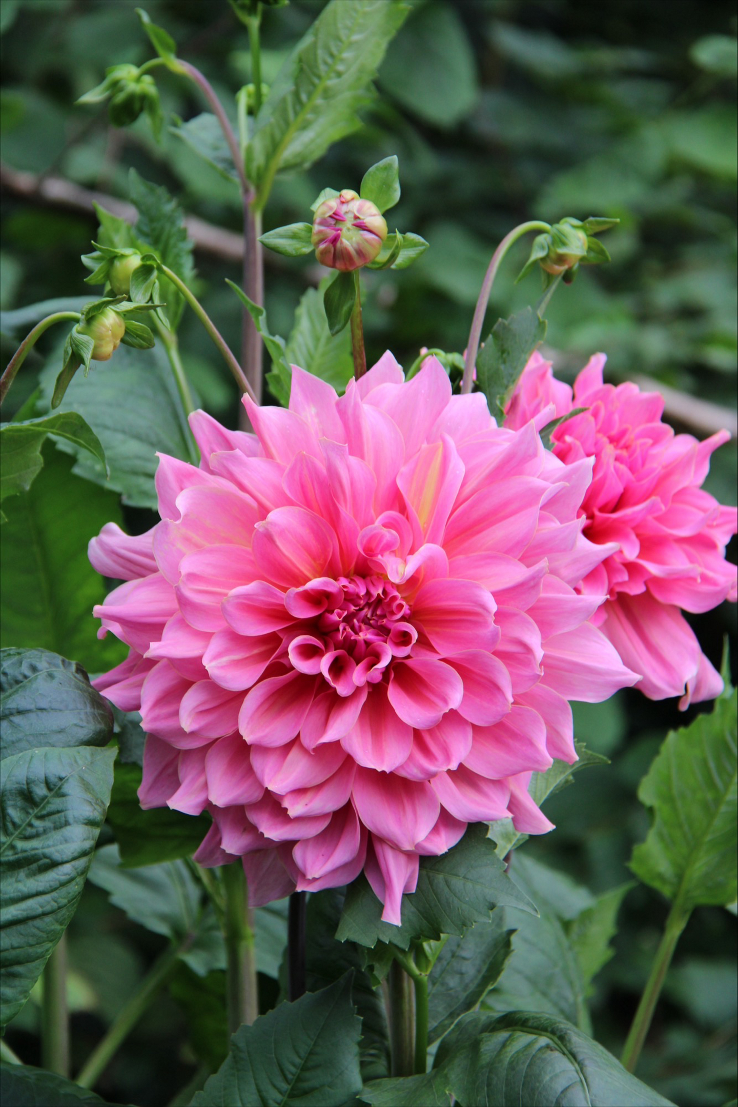 Koristedaalia sipuli Ottos Thrill