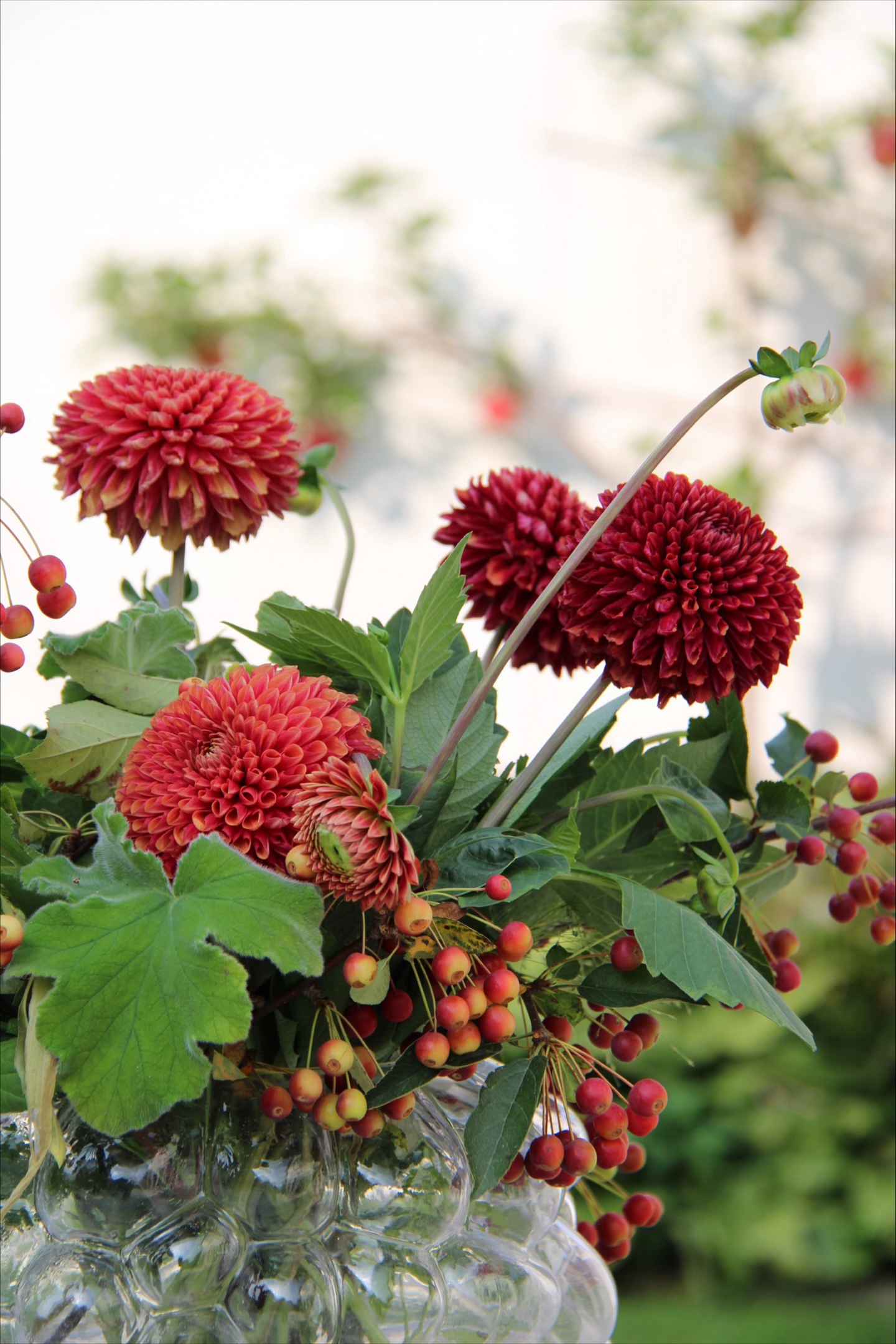 Pompondaalia sipuli Copperboy