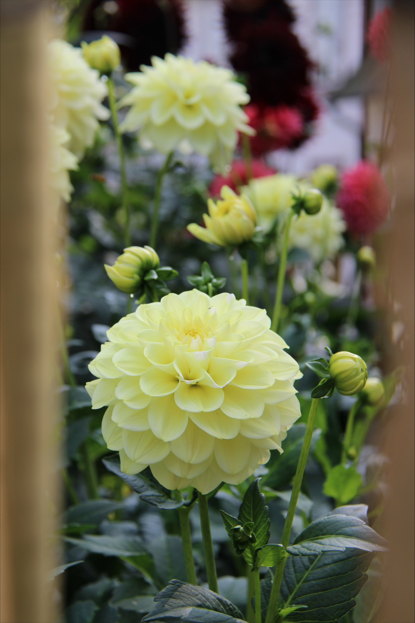 Koristedaalia sipuli Caramel Antique