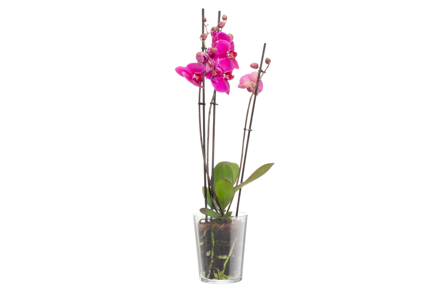 Orkidearuukku 4LIVING Lille kirkas