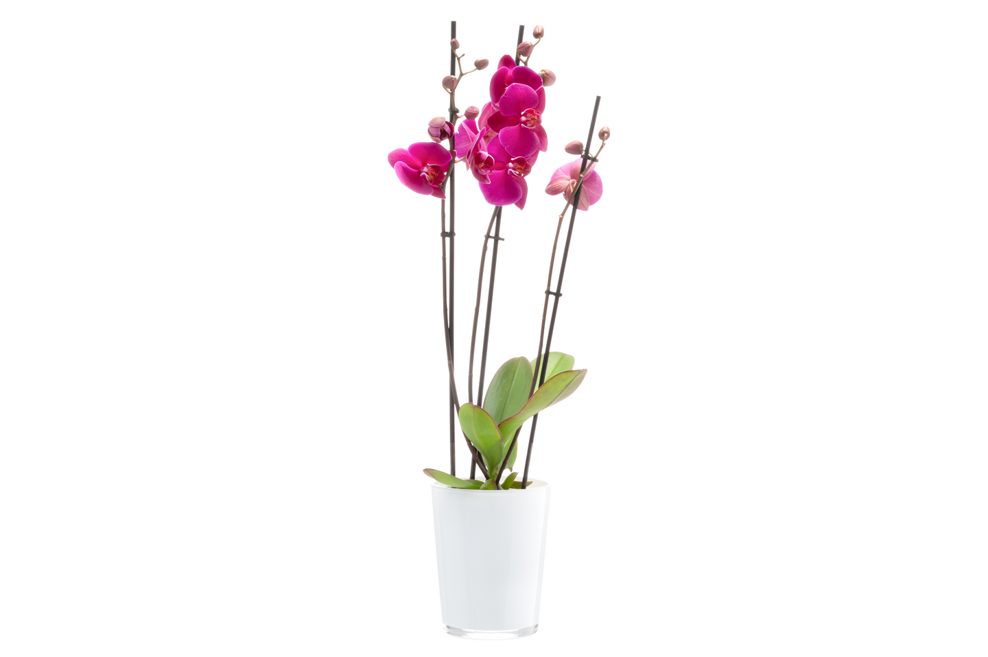 Orkidearuukku 4LIVING Lille valkoinen 16cm