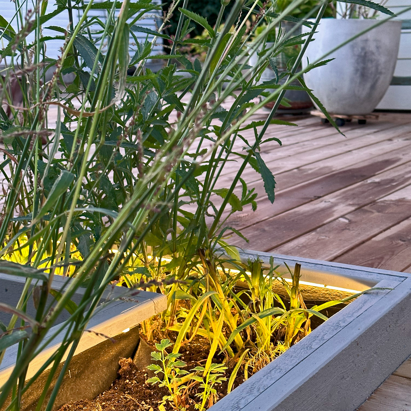 BELYSNING LIGHTSON TRÄDGÅRD STRIP 2,5M