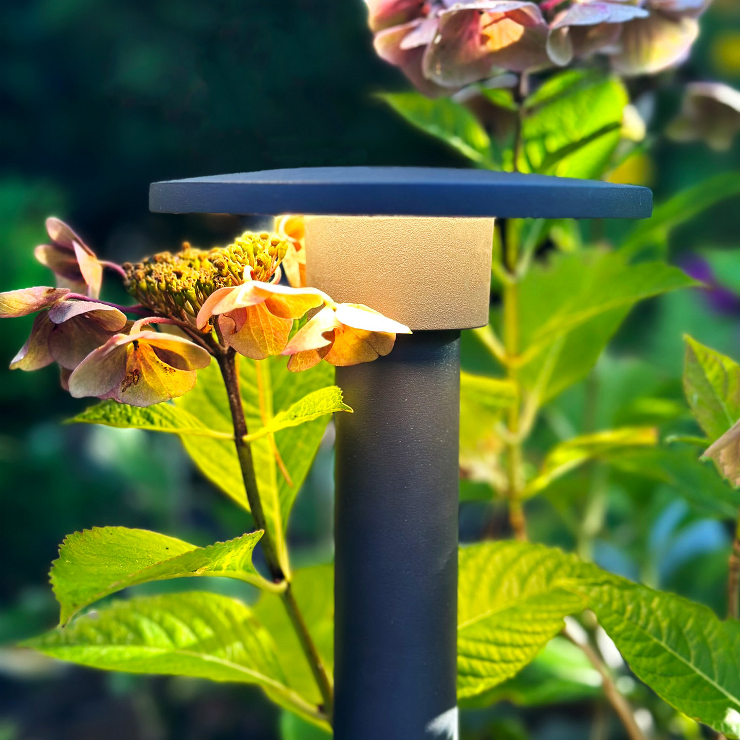 POLLARE LIGHTSON ORBIT