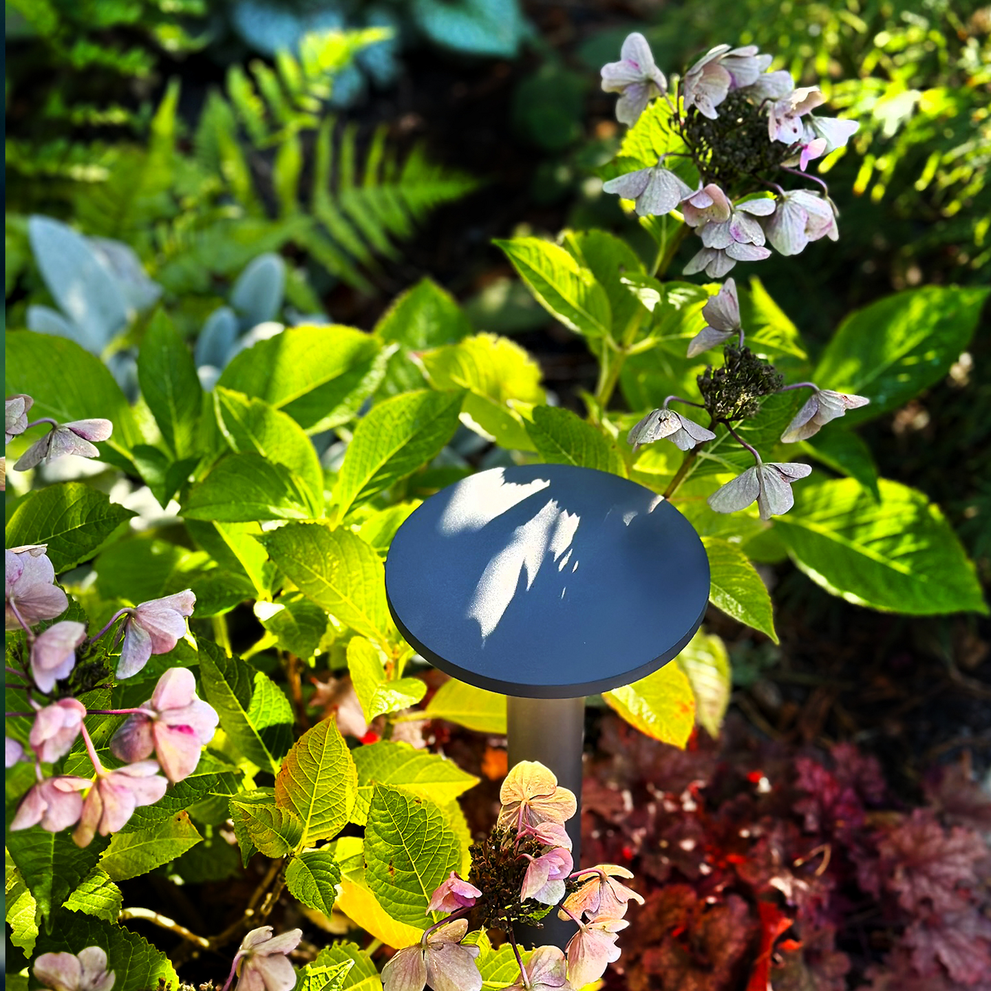 POLLARE LIGHTSON ORBIT