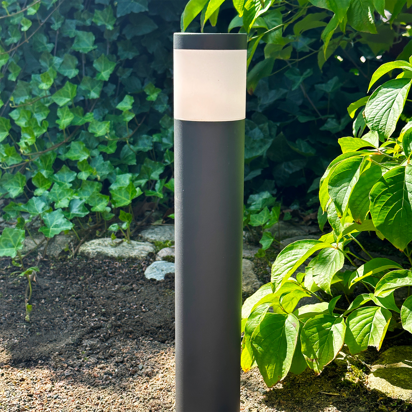 POLLY POLLARE LIGHTSON