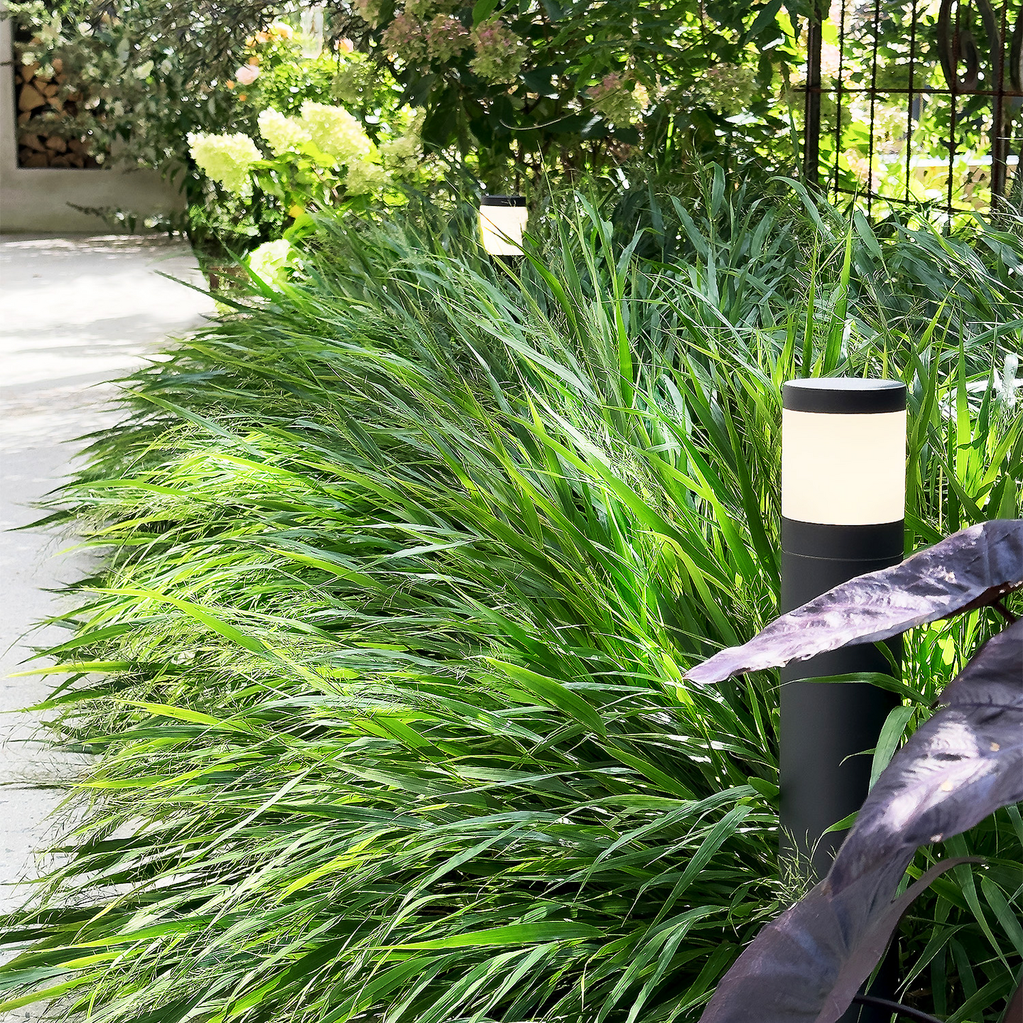 POLLY POLLARE LIGHTSON